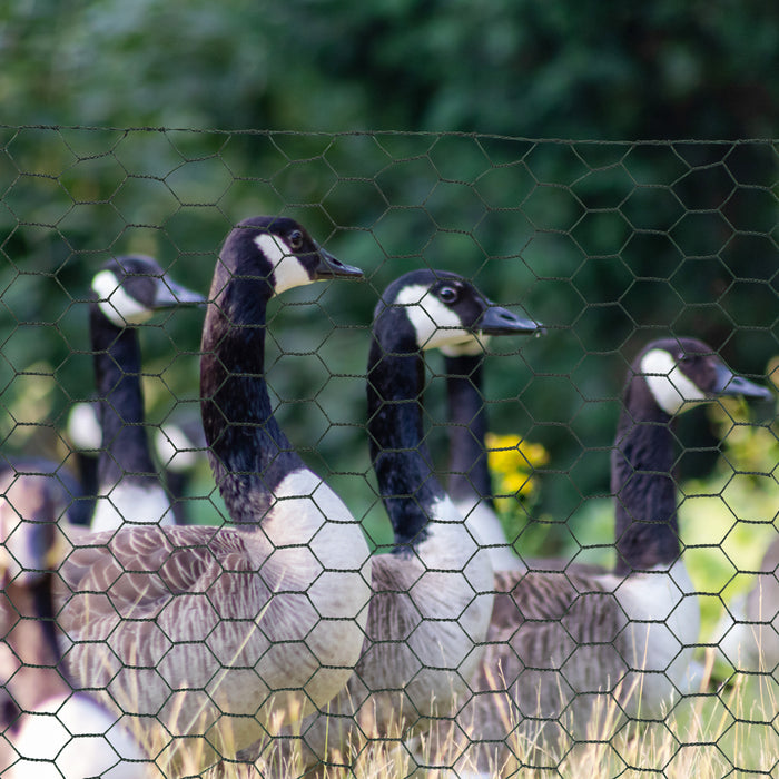 Foldable 1m x 25m PVC-Coated Chicken Wire Mesh - Durable Welded Garden Fencing Roll with Poultry Netting - Ideal for Rabbits, Ducks, Geese Protection in Dark Green