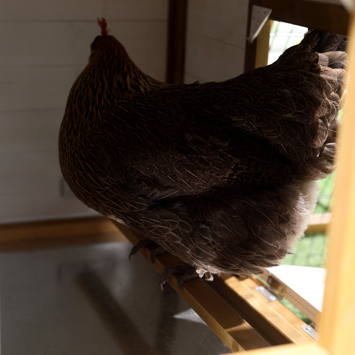 Wooden Chicken Coop with Outdoor Run - Nesting Box, Removable Tray, Window, Lockable Door | 197x93x110cm - Perfect for Backyard Poultry Keepers