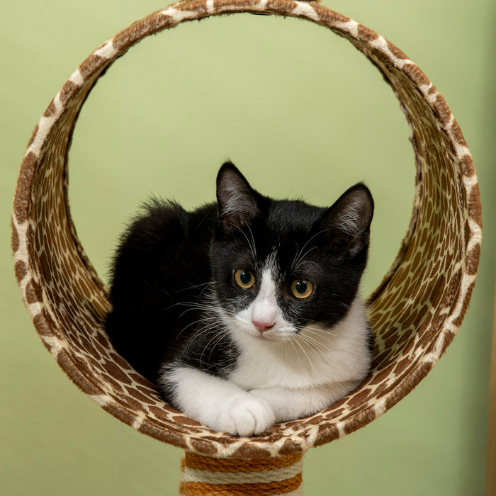 Giraffe-Inspired Cat Tree with Scratching Posts - Indoor Kitten Play Tower with Tunnel and Ball Toy - Perfect Playhouse for Active Cats and Kittens