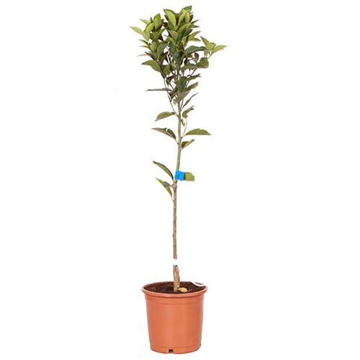 Blood Orange Citrus Tree (1x 6L Pot)