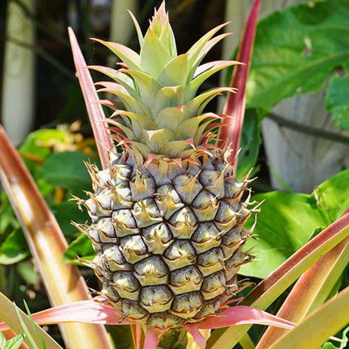 Pineapple Plant - 14cm Pot