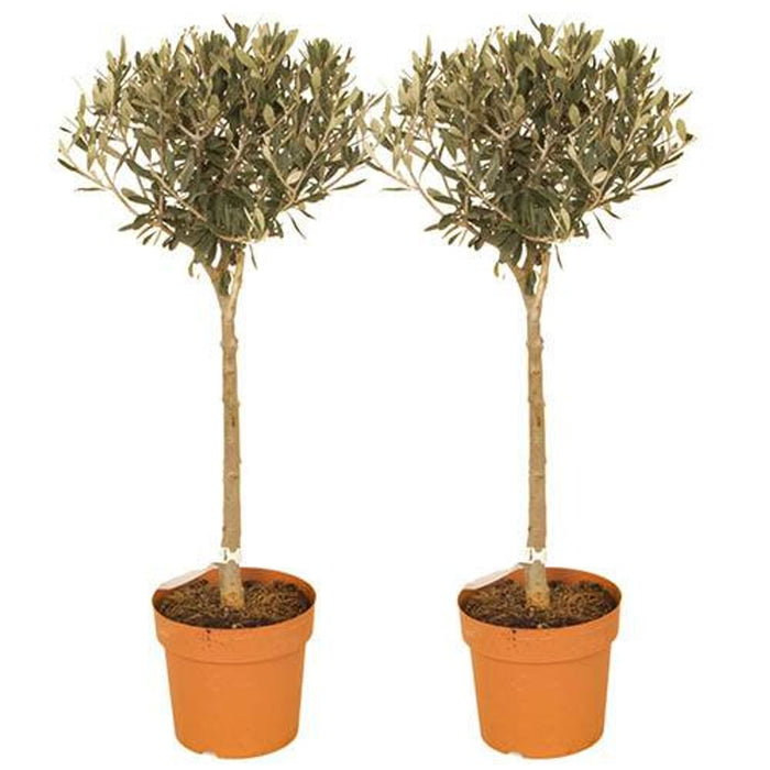 Pair of Standard Olive Trees (80cm Each)