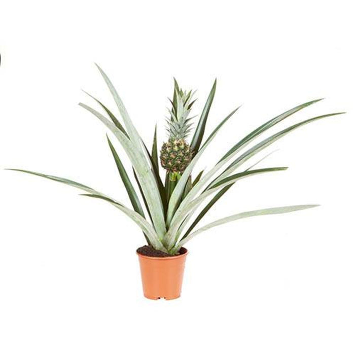 Pineapple Plant - 14cm Pot